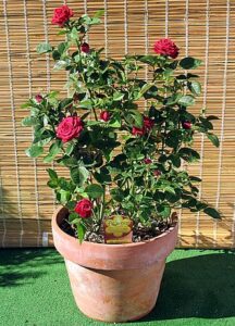 By Arch. Attilio Mileto - attilio.mileto@florero.net - Own work, CC BY-SA 3.0, https://commons.wikimedia.org/w/index.php?curid=2513422