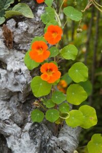 Nasturtium Flower Season in India