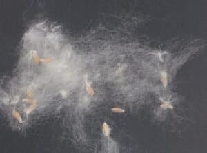 By Rasbak - Own work, CC BY-SA 3.0, https://commons.wikimedia.org/w/index.php?curid=2209658