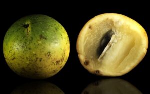 By Rodrigo.Argenton - Own work, CC BY-SA 4.0, https://commons.wikimedia.org/w/index.php?curid=38359158