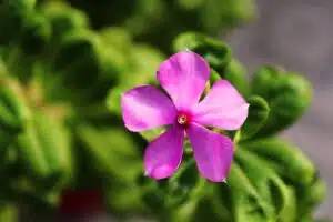 sadabahar