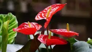 ANTHURIUM