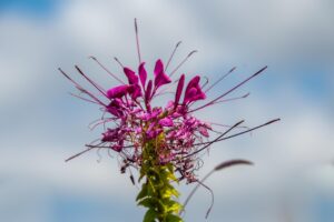 Cleome Flower