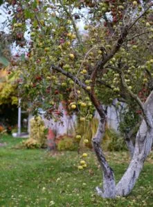10 Popular Types of Apple in India and Their Unique Taste. | Plants |  Gardening Bud