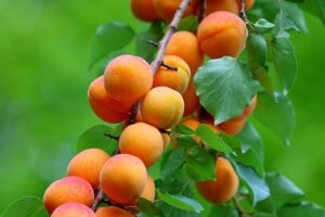 dried apricots