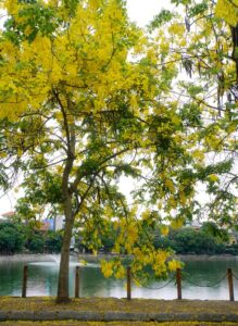 Golden Shower Tree