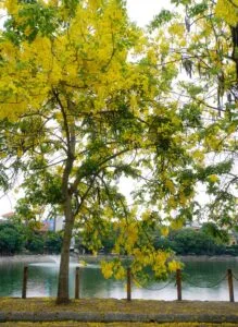 Golden Shower Tree