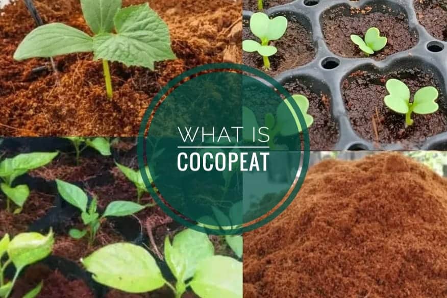 what is cocopeat