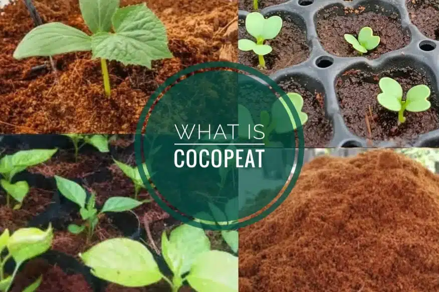 what is cocopeat
