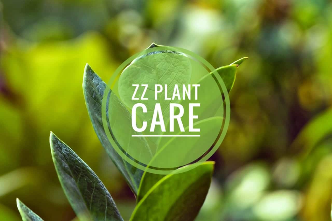 ZZ Plant Care