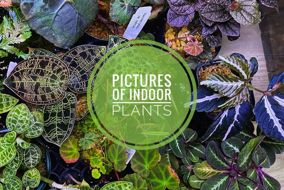pictures of indoor plants
