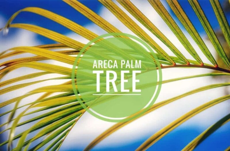 areca palm tree