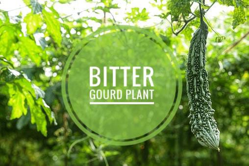 Bitter Gourd Plant