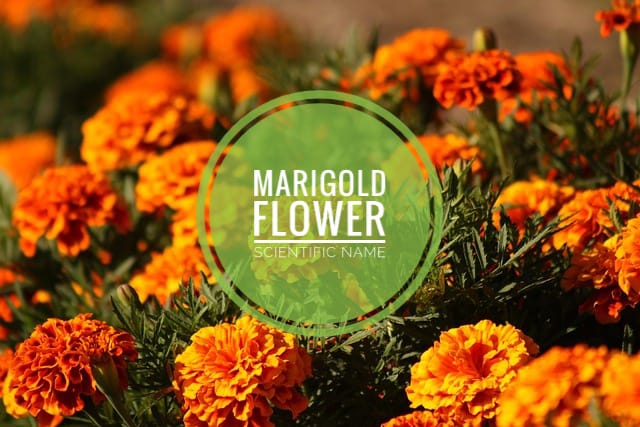 marigold flowers pictures