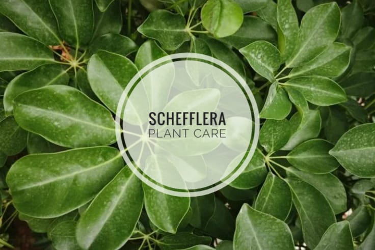 schefflera arboricola plant