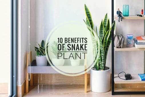 10 benefits of snake plant