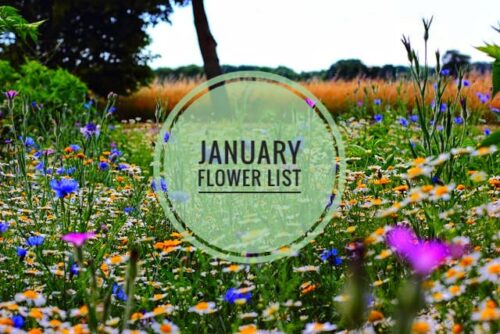 january flowers