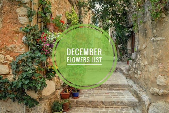 December flowers