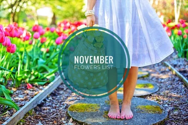 November flowers
