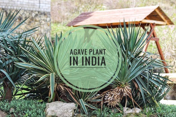 Agave Plant in India
