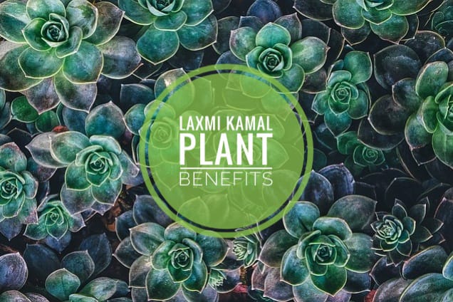 Laxmi Kamal Plant Benefits
