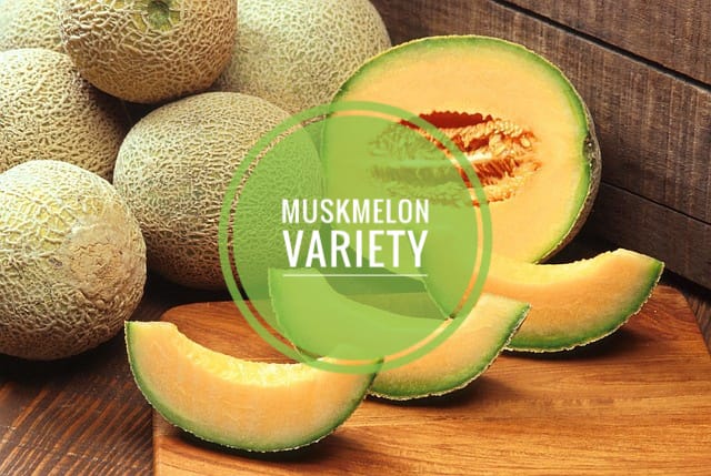 muskmelon variety