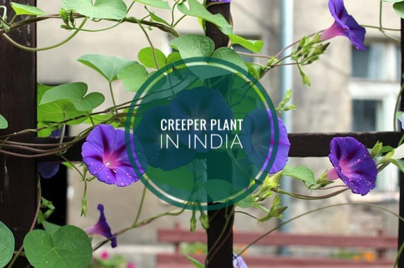 creeper plant in india