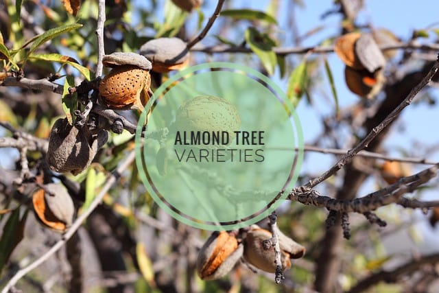 Varieties of Almonds