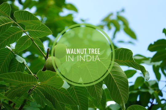 walnut tree india