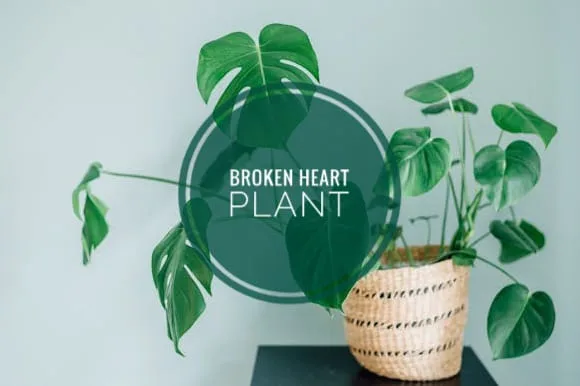 hanging eucalyptus plant Fresh Eucalyptus Bunch – Detroit Flower Company