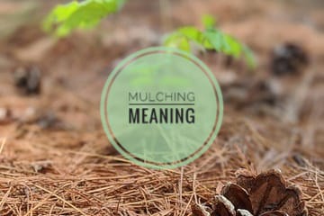 mulching meaning