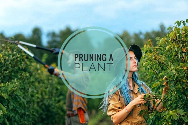 pruning a plant