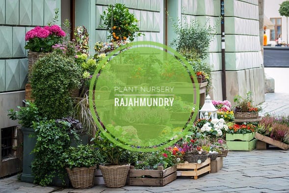 plant nursery rajahmundry