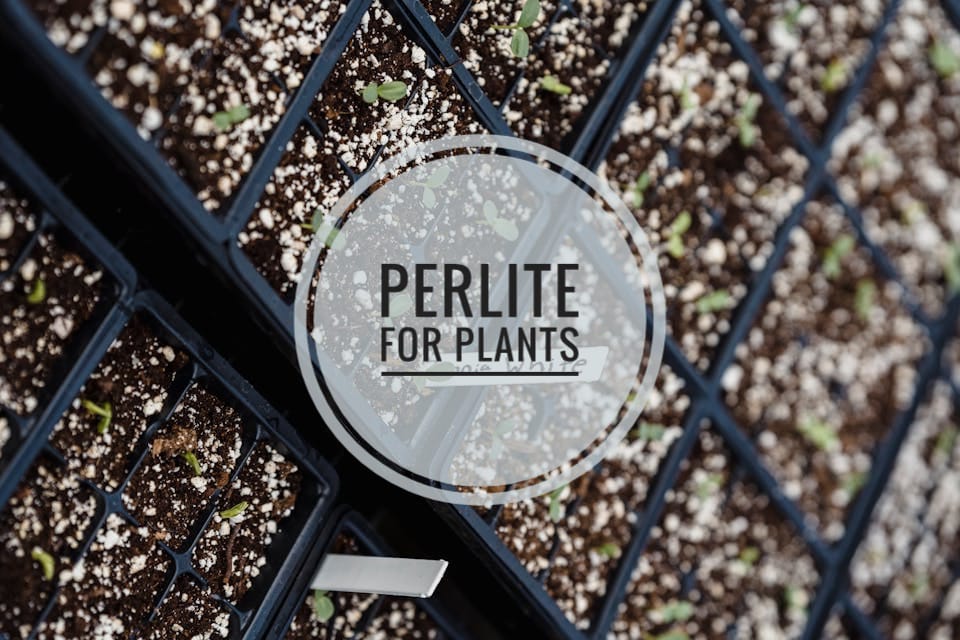 perlite for plants