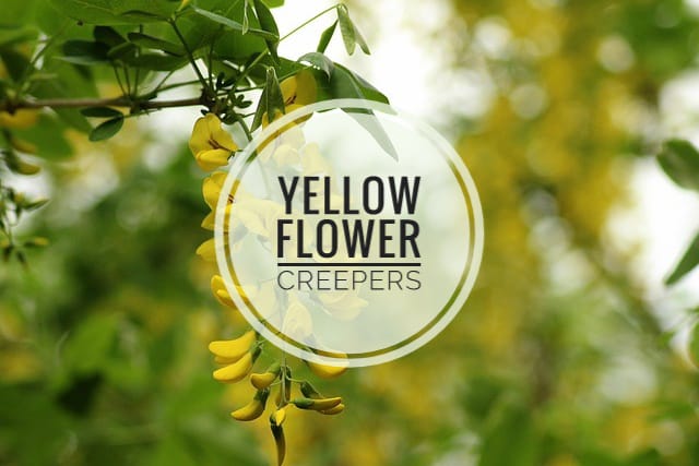 Yellow flower creeper