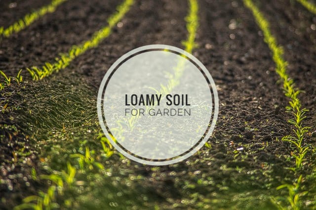loamy soil