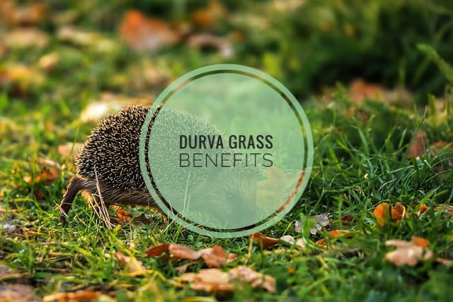Benefits of Durva Grass