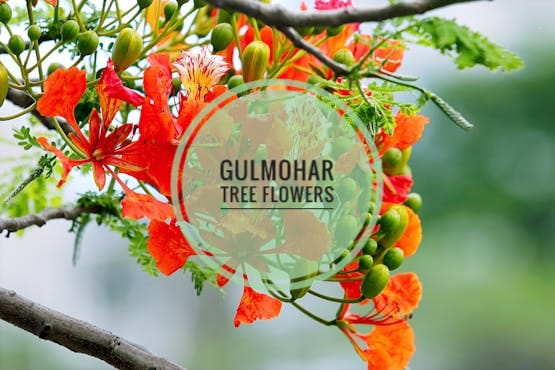 Gulmohar tree flower