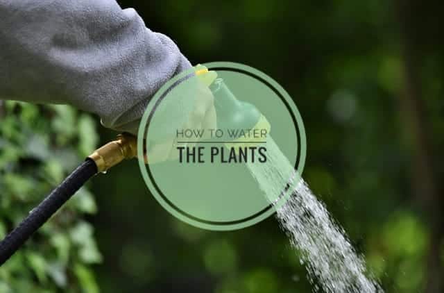 HOW TO WATER PLANTS