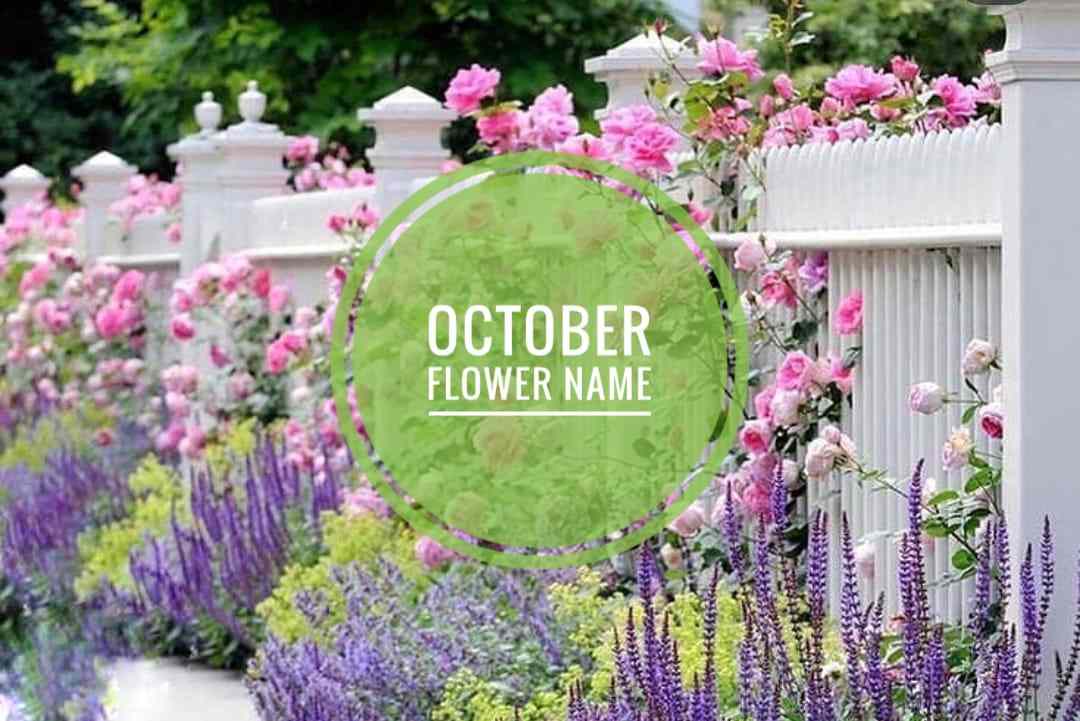 October flower name