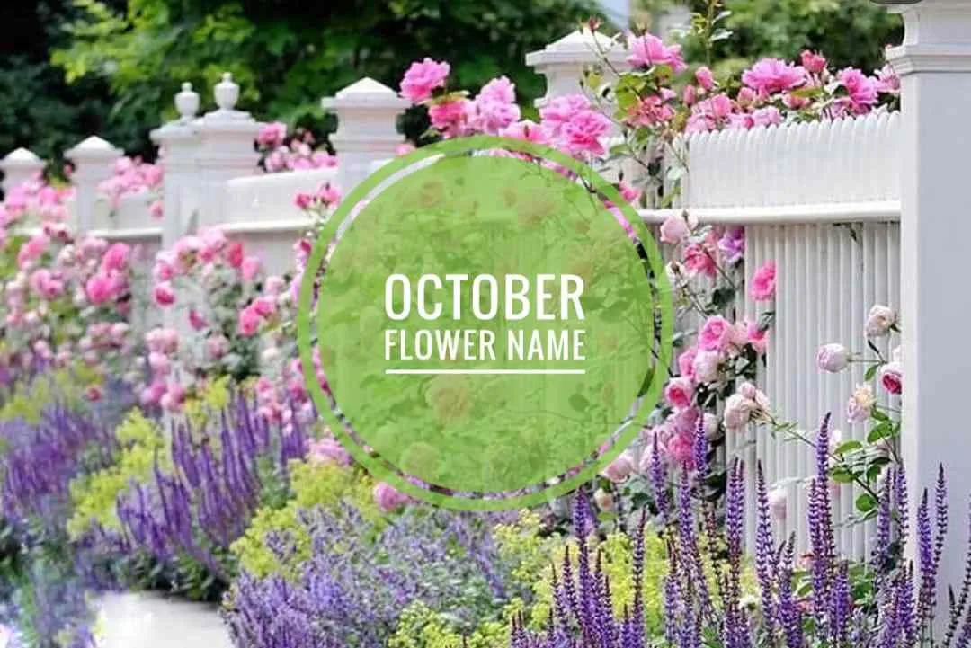 October flower name