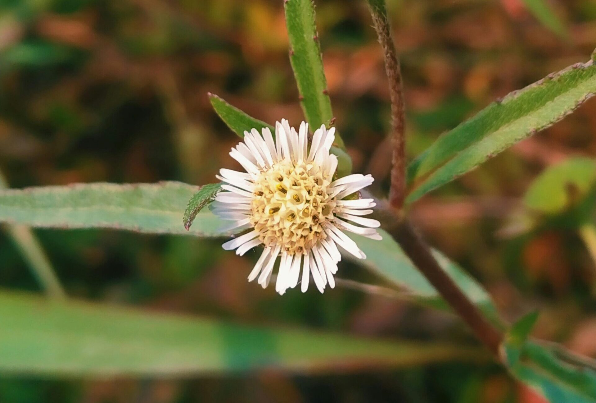 Kesavardhini Plant Uses