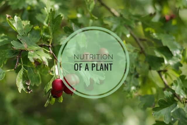 Nutrition of a Plant