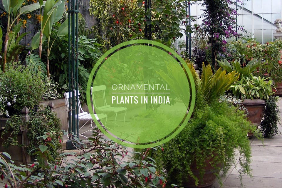 ornamental plant in india