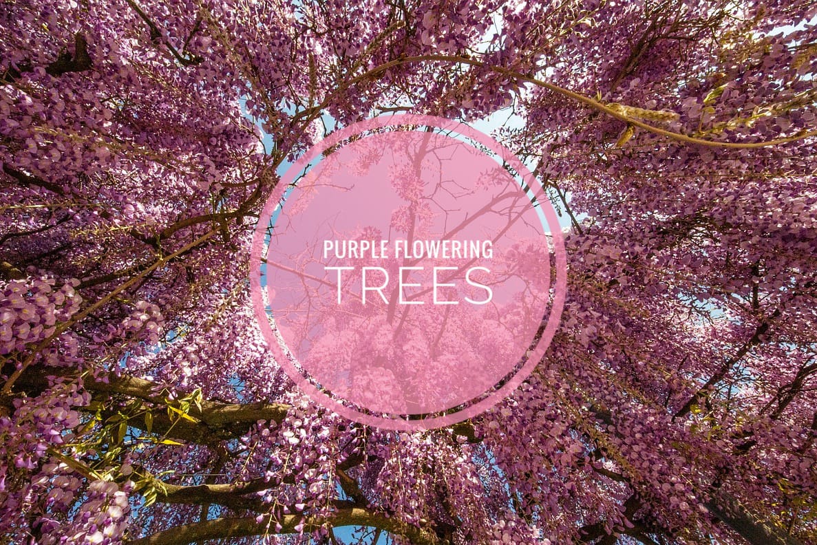 purple flowering tree
