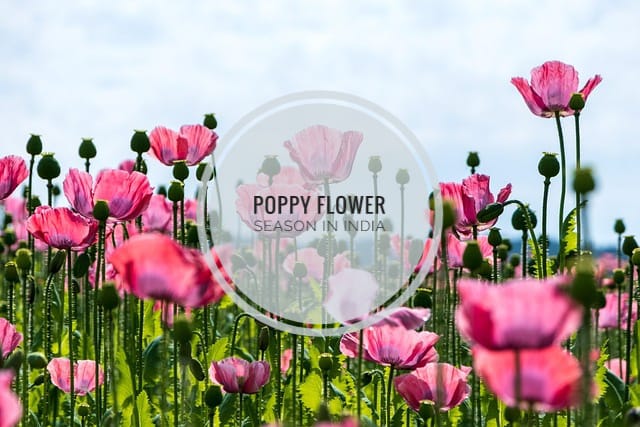 Poppy Flower Season in India