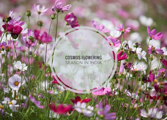 Cosmos Flowering Season in India