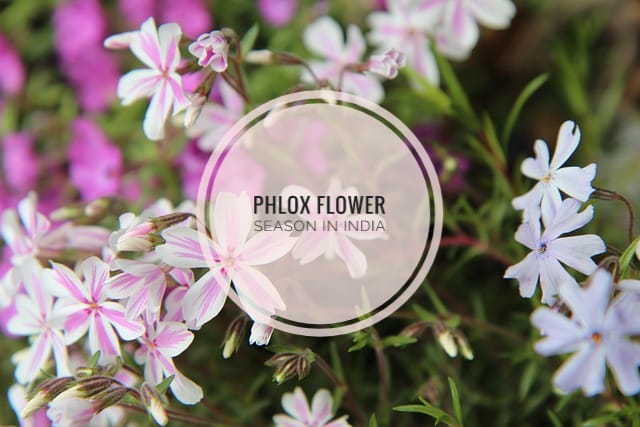 Phlox flower season in India