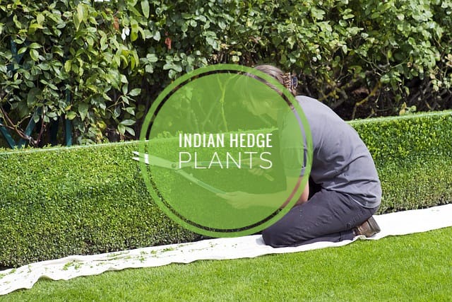 indian hedge plants