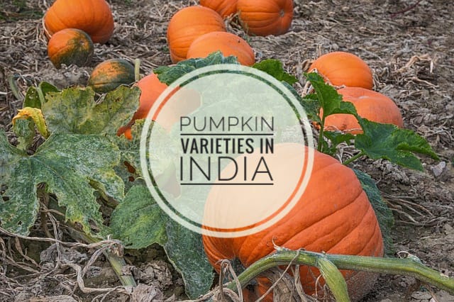Indian Pumpkin Varieties